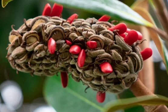 magnolia seed pods