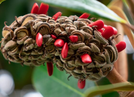 magnolia seed pods