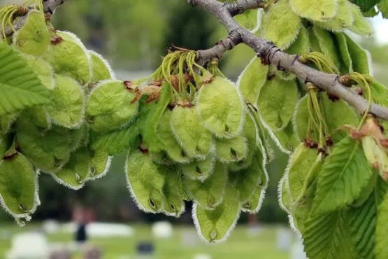 Elm Tree Seeds