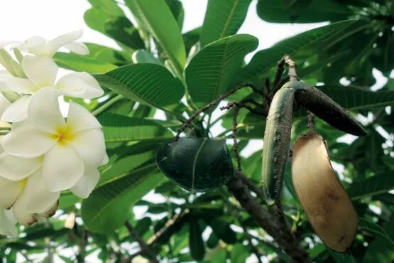 plumeria seed pods