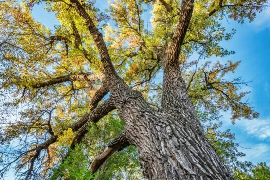 Poplar Tree Seeds