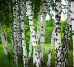 Birch Tree Seeds