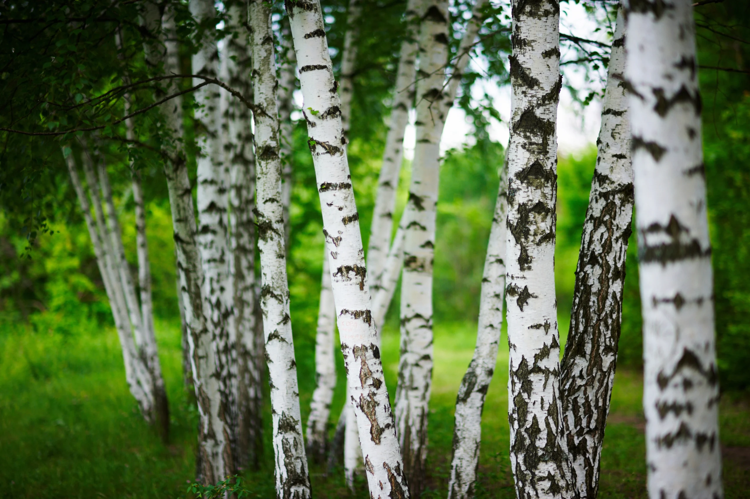 Birch Tree Seeds: Types, Growing from Seed, and Seed Pods