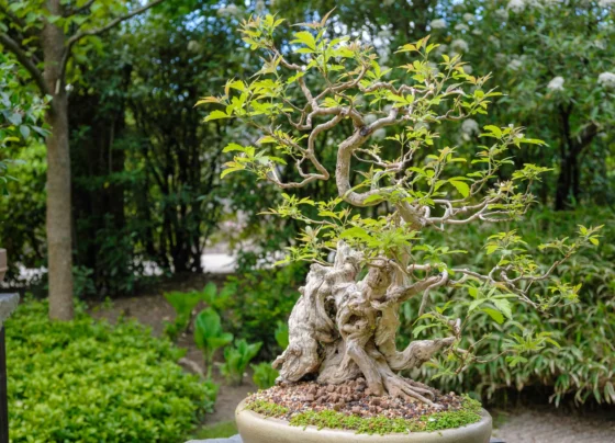 How to grow a bonsai tree from seed