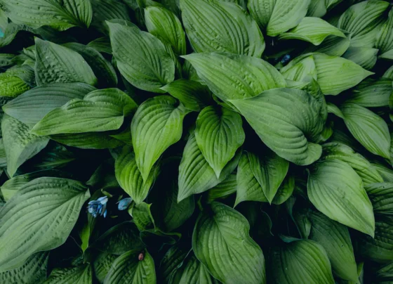 how to grow Hosta from seed