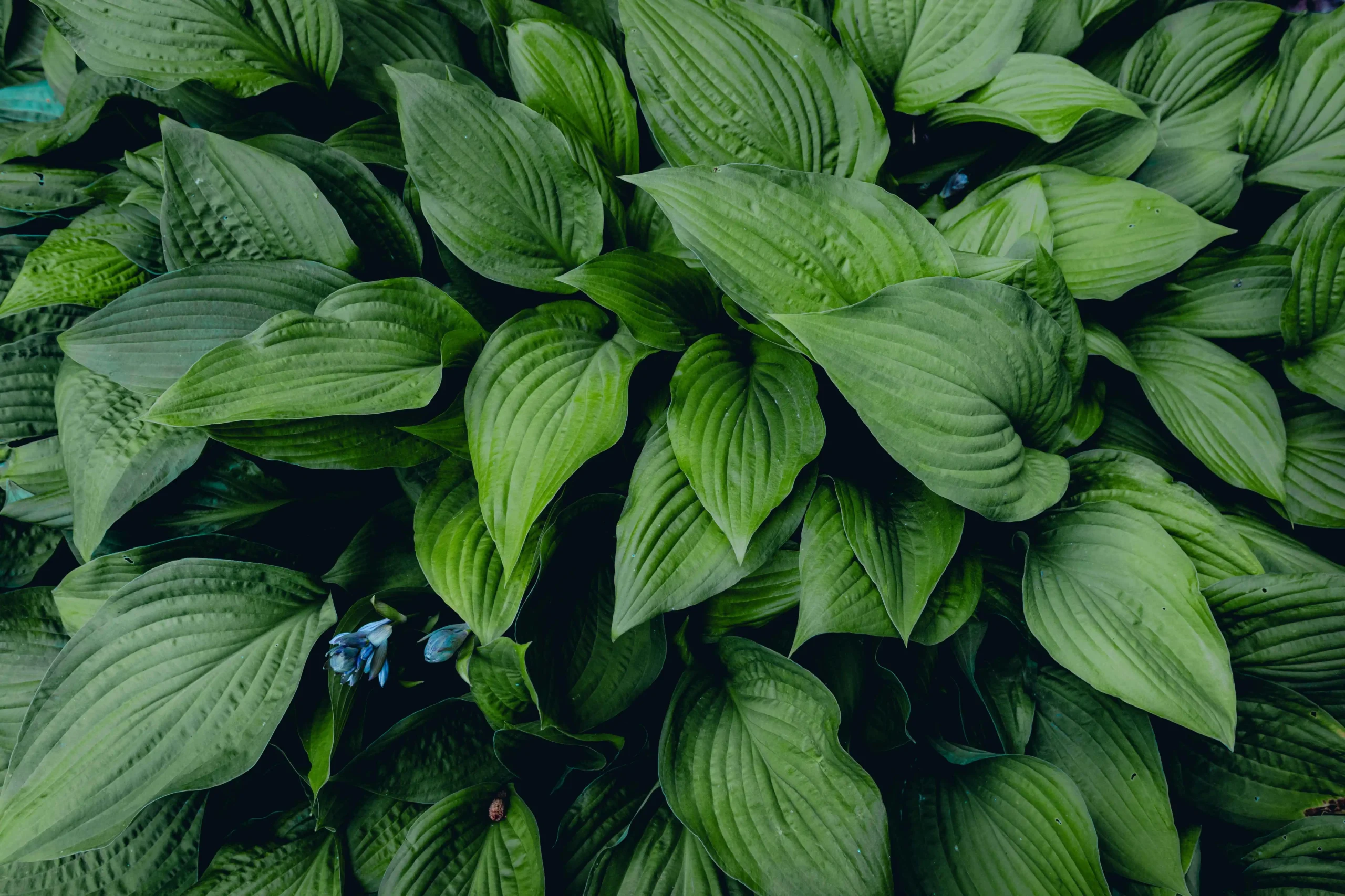 How to grow hosta from seed