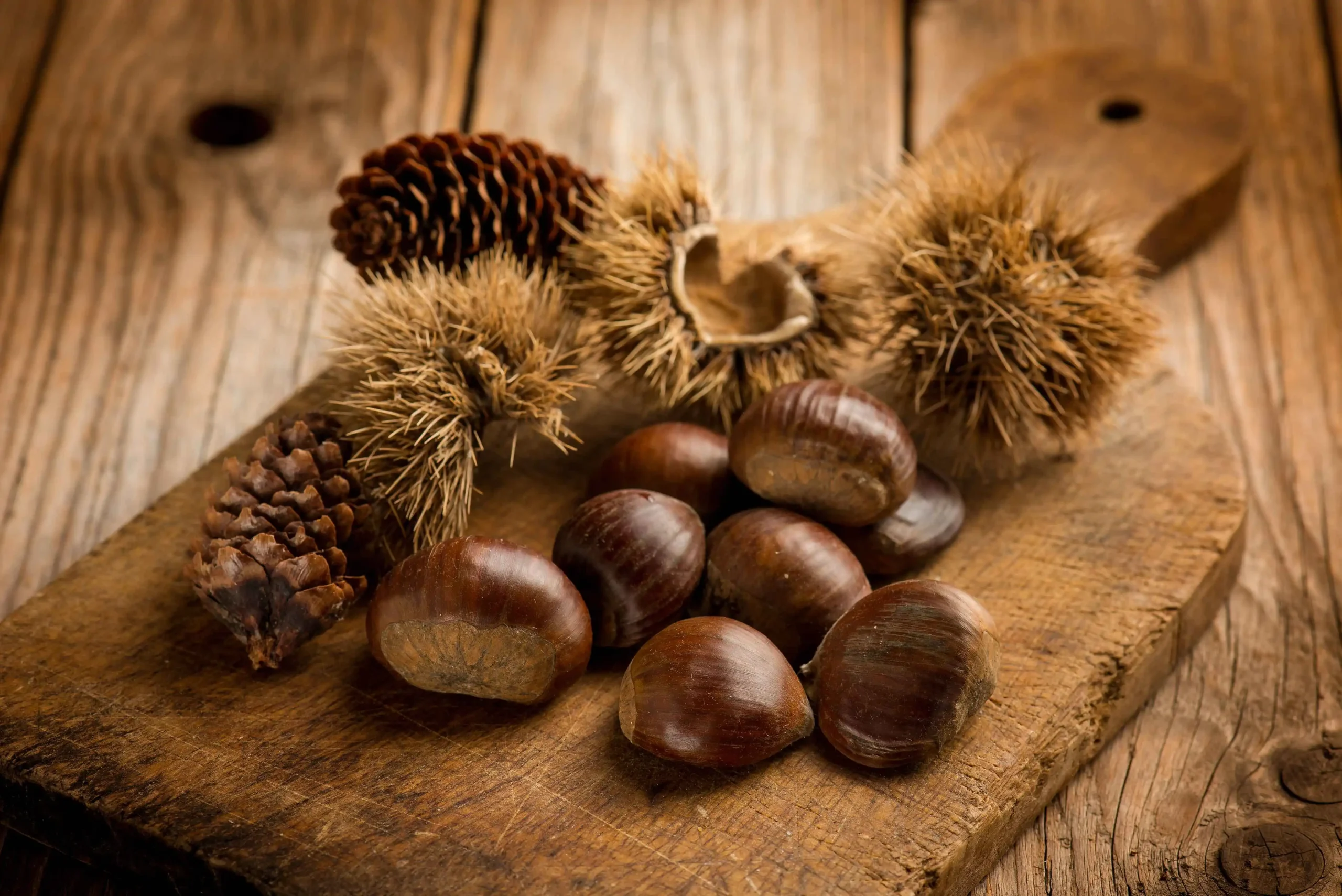How to plant chestnut seeds