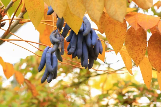 Wisteria Seed Pods