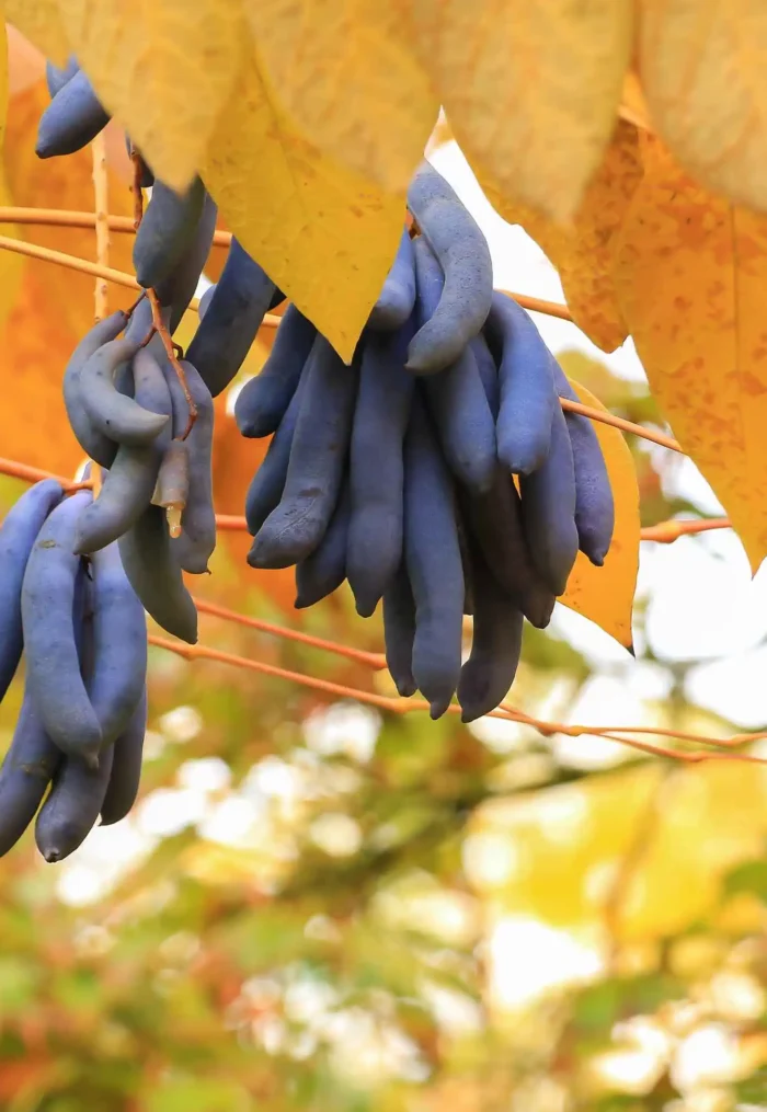 Wisteria Seed Pods