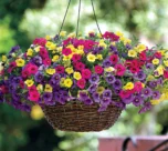 Calibrachoa Seeds