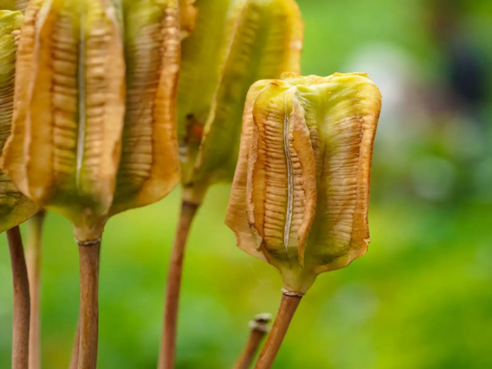 Iris Seed Pods | Types | FAQs