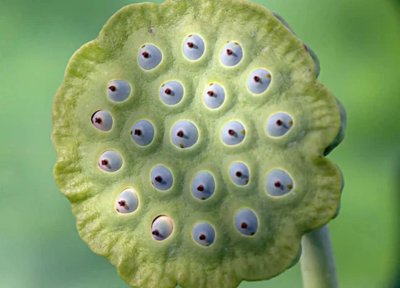 Lotus seed pods
