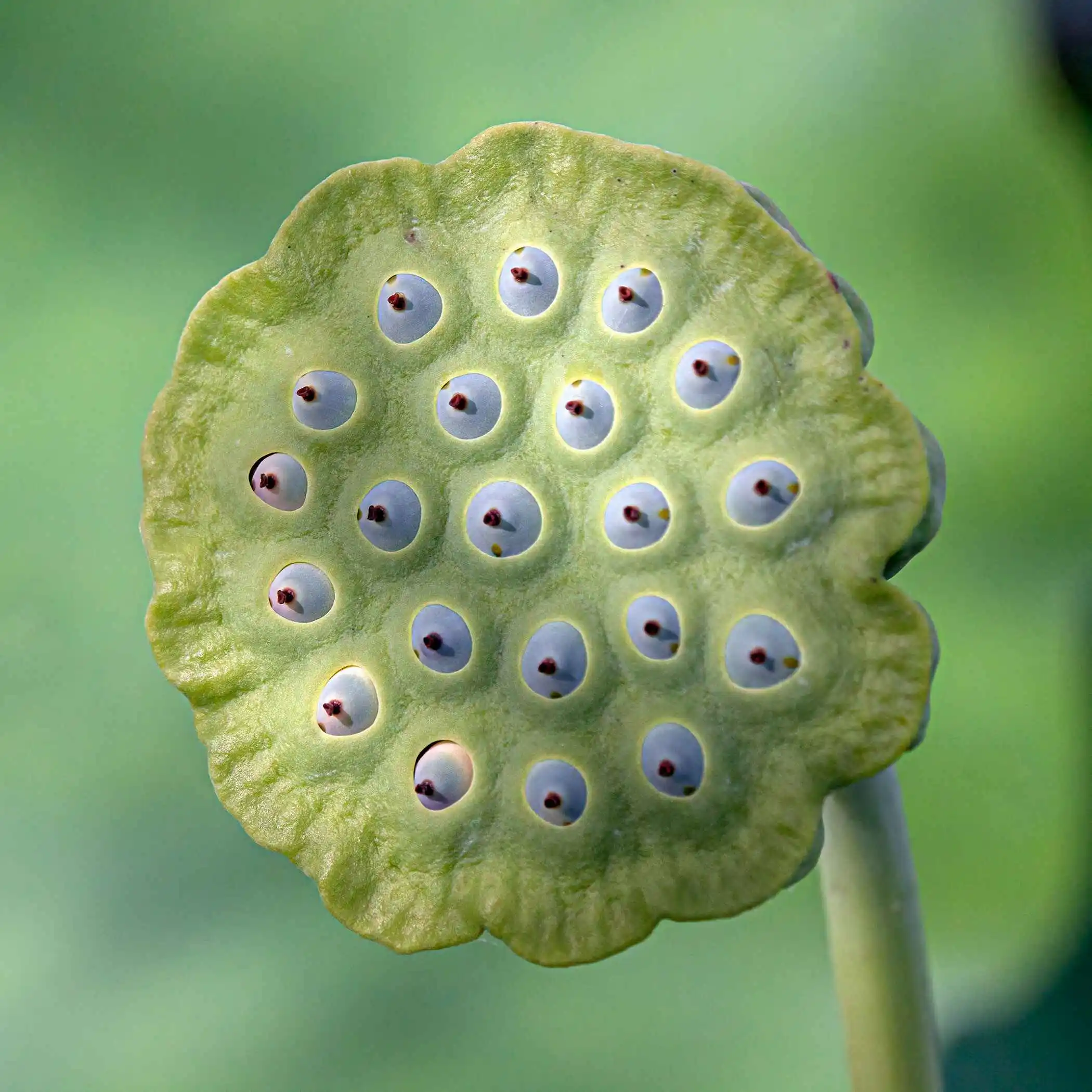 Lotus Seed Pods
