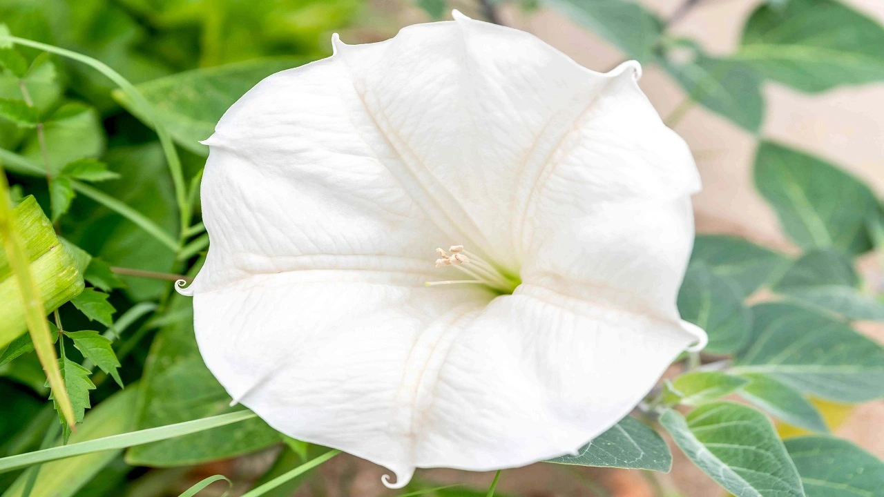 A Comprehensive Guide to Moonflower Seeds | Grow and Harvest