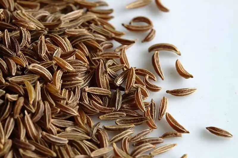 Carvi Seed | How To Grow Carvi | Caraway Herbal Tea