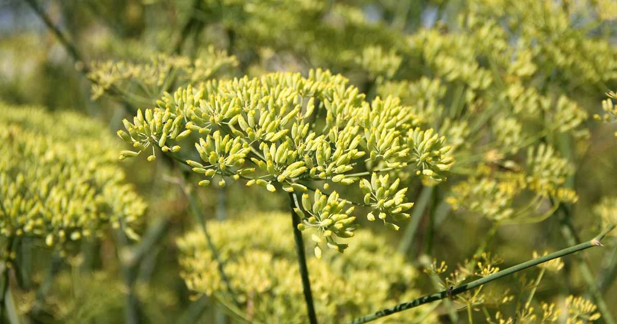 How to Grow anise from seed