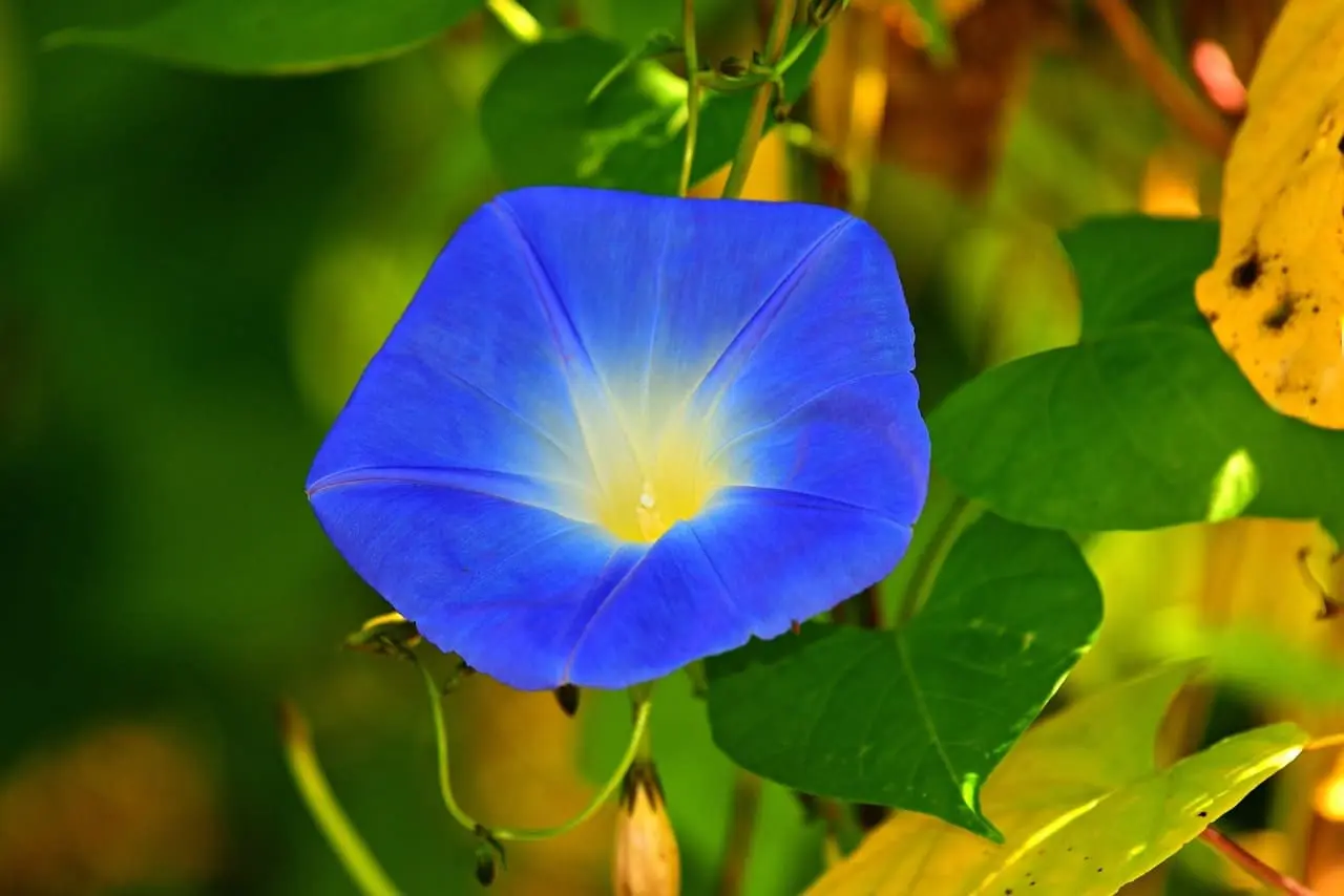 Ipomoea tricolor, morning glory seeds