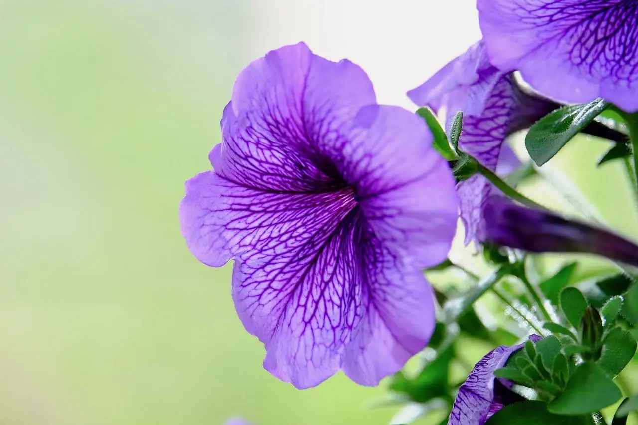 Morning Glory Seeds | Types | How to Grow Morning Glory