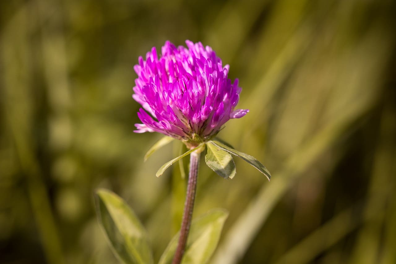 Red Clover Seed | Benefits, Uses and How to Grow