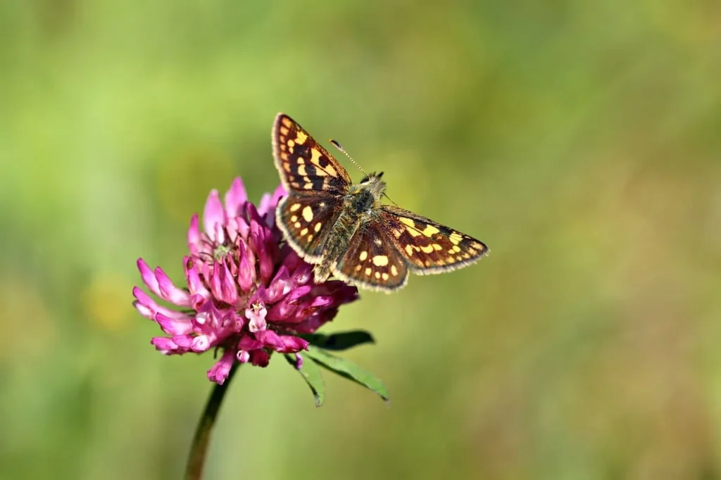 Red clover butterfly effect