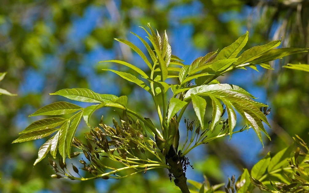 Ash Tree Seeds | Types | How to Grow