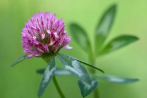 red clover seed effect