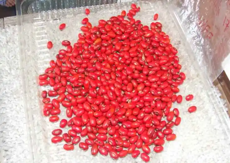 wiliwili seeds