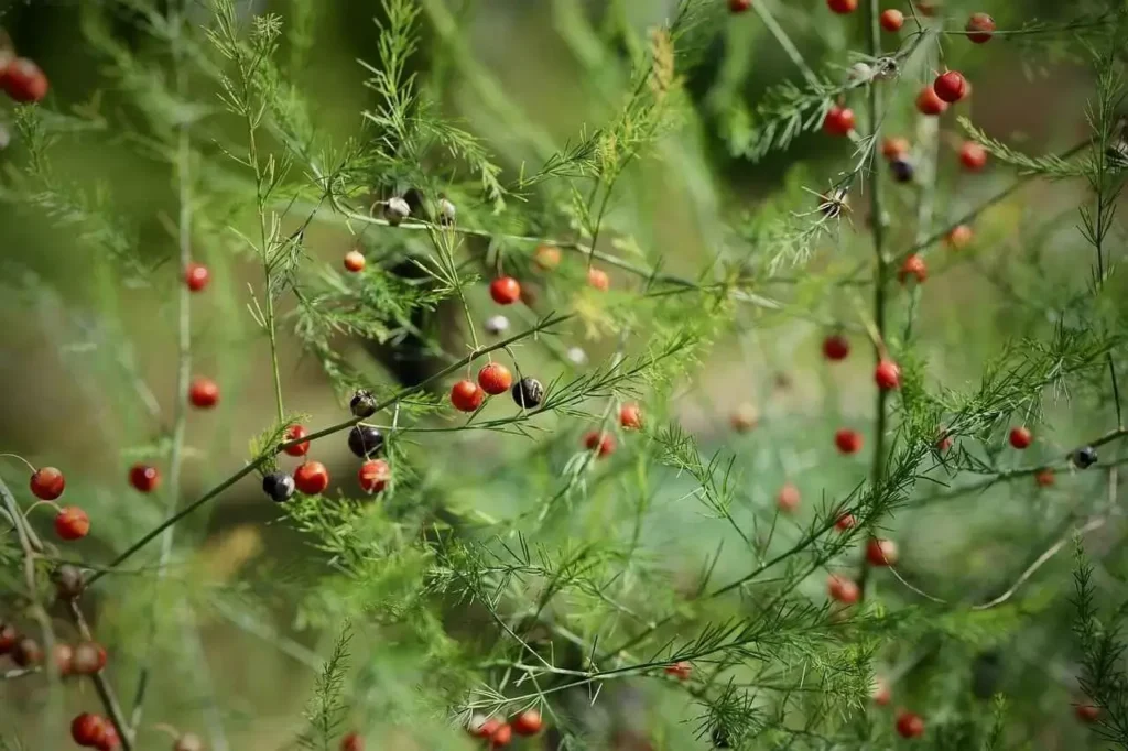 Berries