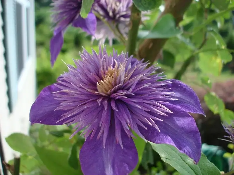 Clematis macro