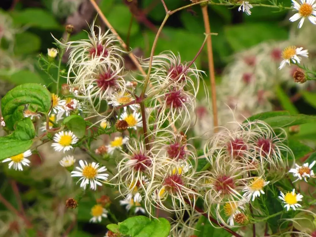 Clematis seed head