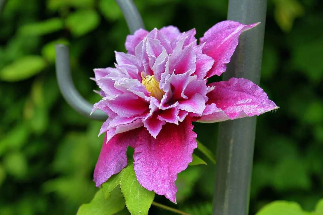 Discovering the Charm and Benefits of Clematis Seeds and Flowers