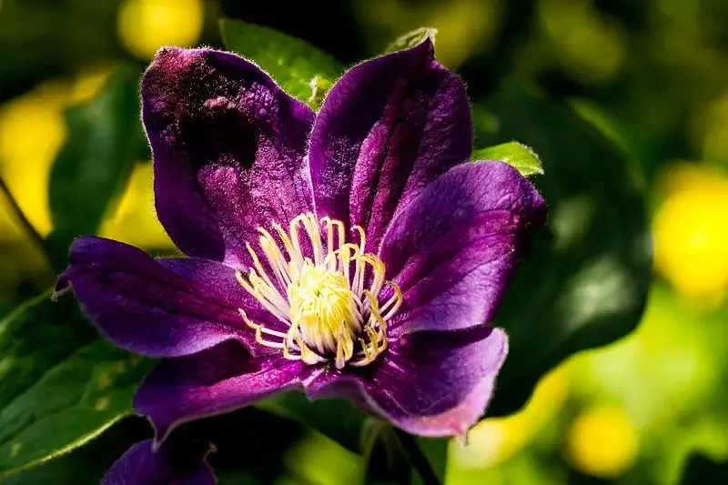 Large purple clematis