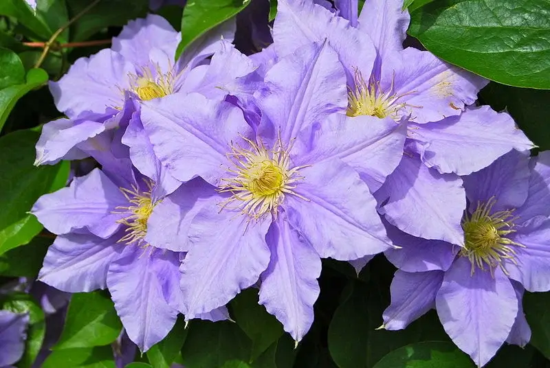 Purple clematis