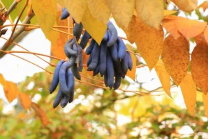Wisteria-Seed-Pods