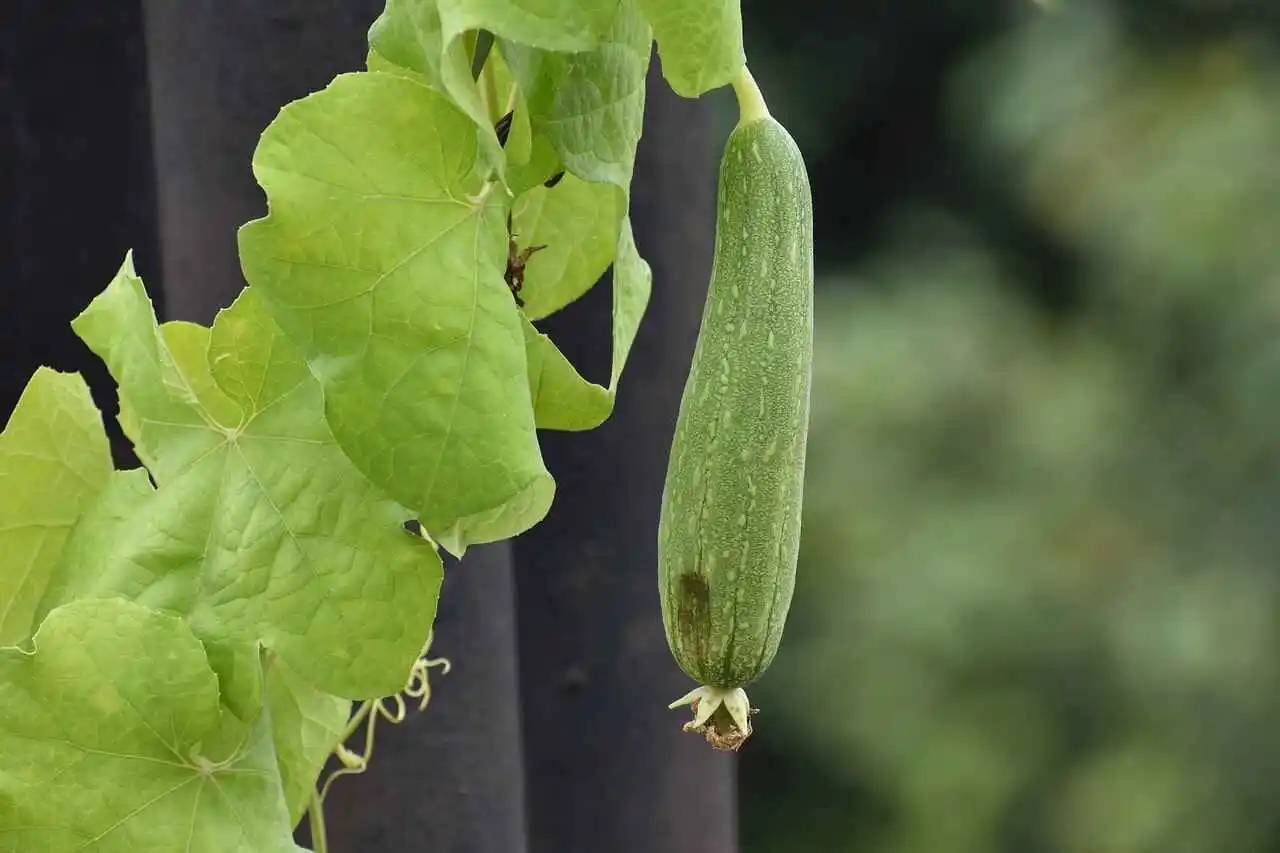 Loofah Seeds | How to Grow, Harvest and Process Luffa Sponges