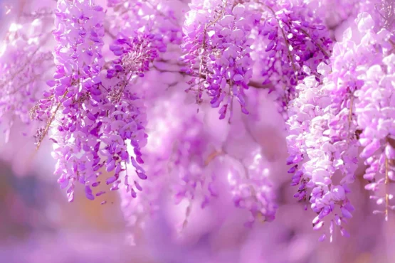 pink wisteria