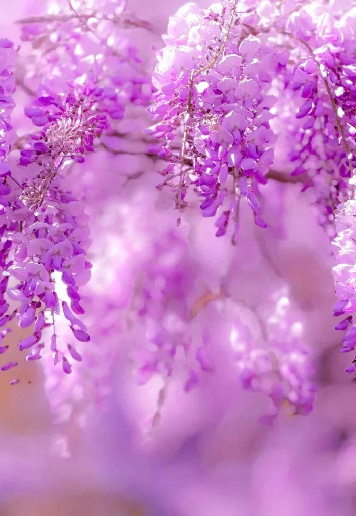 pink wisteria