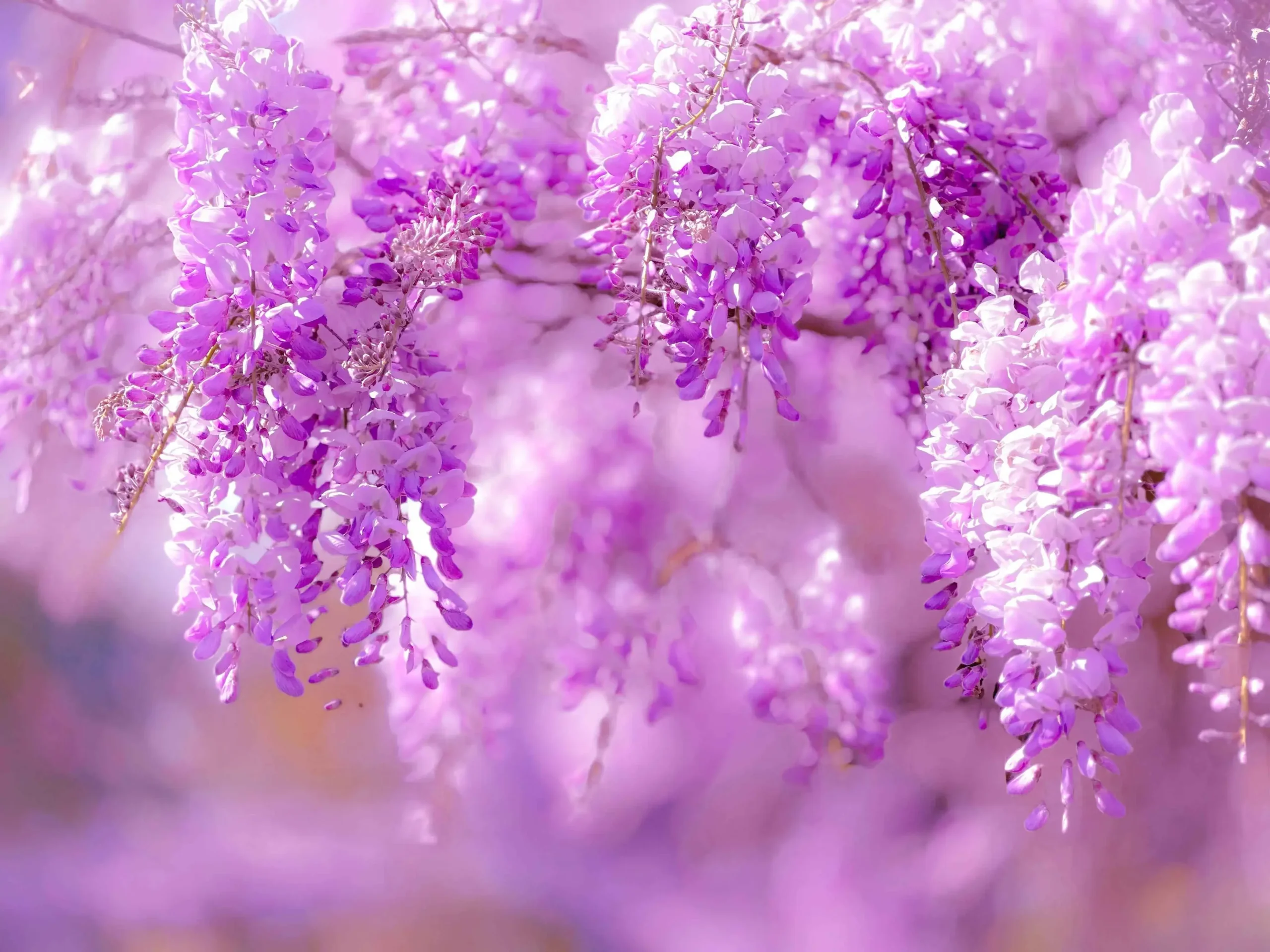 Mastering Wisteria Seeds | How to Grow, Beauty and Benefits