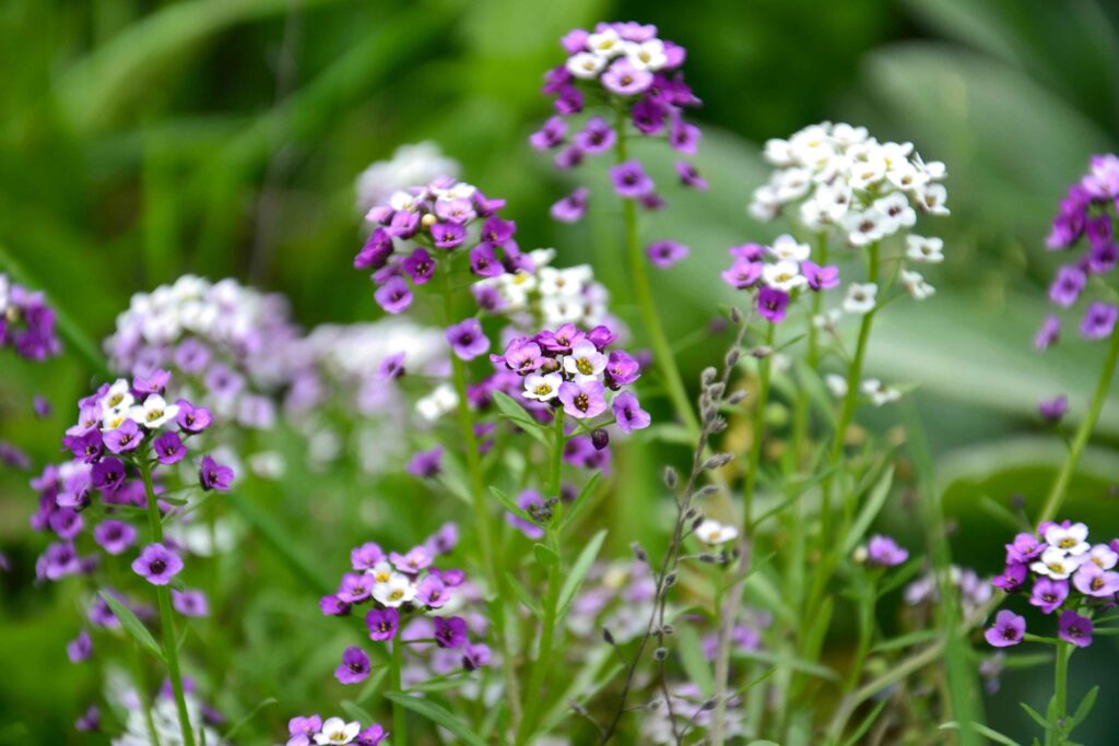 How-to-Grow-Sweet-Alyssum-Planting-Care-and-Benefits