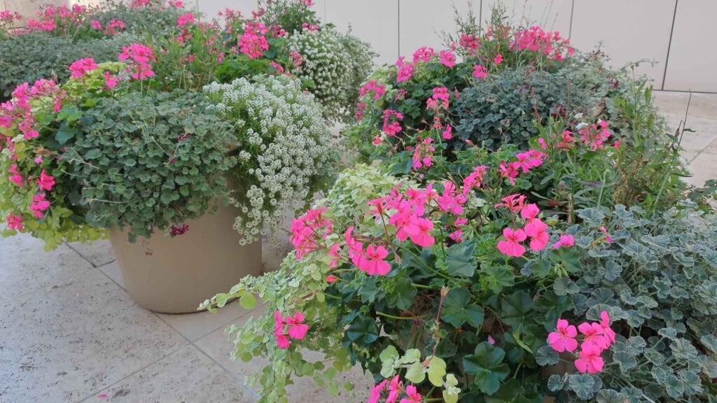 How to Grow Sweet Alyssum in container