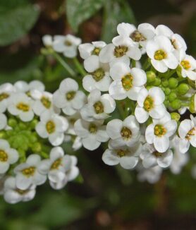 How to grow sweet alyssum | planting, care and benefits