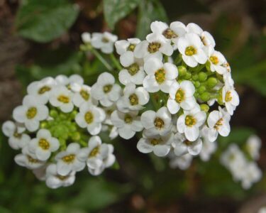 How to grow sweet alyssum | planting, care and benefits