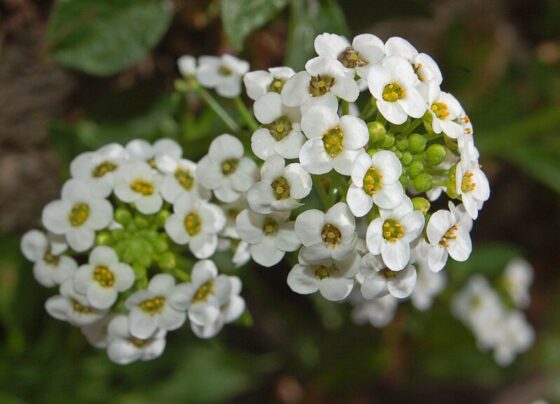 How to grow sweet alyssum | planting, care and benefits