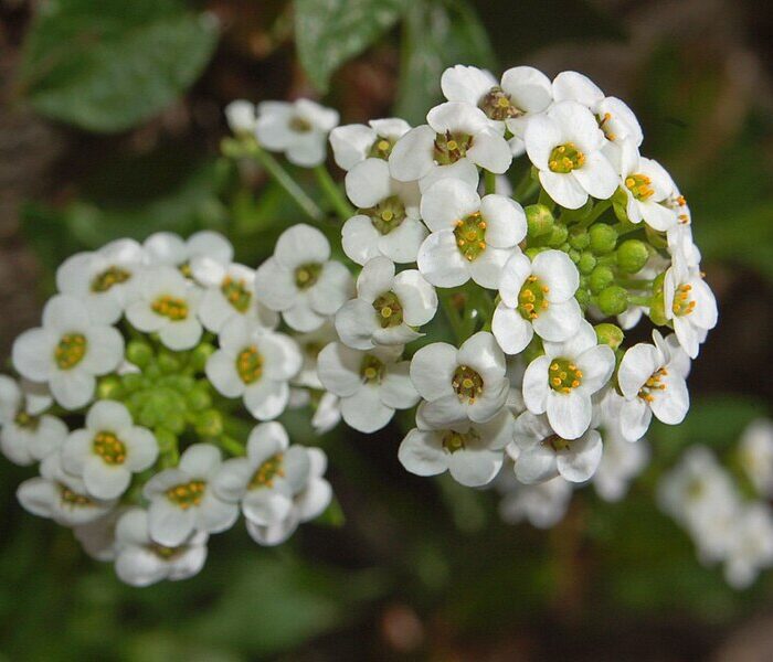 How to grow sweet alyssum | planting, care and benefits