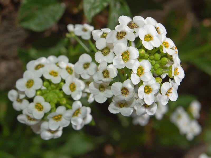 How to Grow Sweet Alyssum | Planting, Care and Benefits