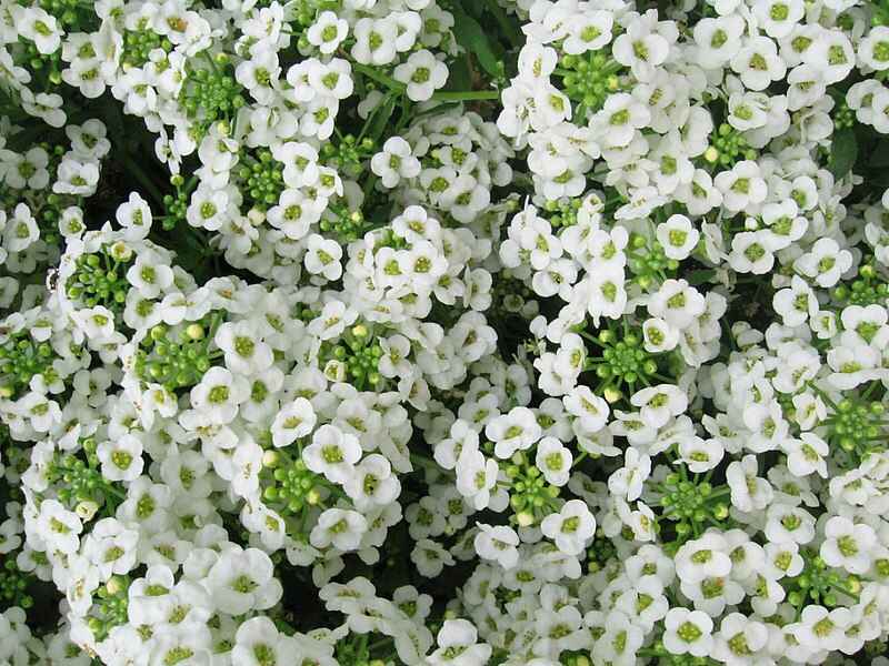 How to Grow Sweet Alyssum Planting, Care and Benefits